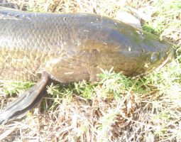 ロデオクラフト　ボンバー入荷！