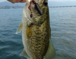 琵琶湖釣果情報（ボート）