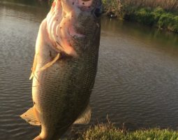 釣果情報 バス 釣果情報 バス