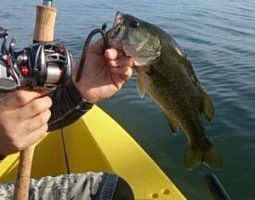 釣果報告！（琵琶湖・南湖です）　　茨木店