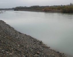 サケ調査釣行in石川県手取川