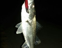 シーバス情報！（幕張店）