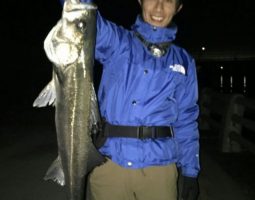 シーバス釣果情報！（幕張店）