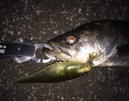 釣果情報 シーバス 釣果情報 シーバス