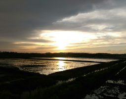 ナマズ釣果情報！（幕張店）