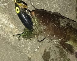 ナマズ釣果報告(和歌山塩屋店) ナマズ釣果報告(和歌山塩屋店)