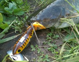 ナマズ・ブラックバス釣果情報!(幕張店) ナマズ・ブラックバス釣果情報!(幕張店)