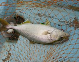 和歌山初島沖釣行