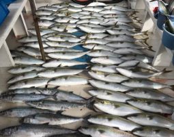 明石オフショアジギング（豊中店）