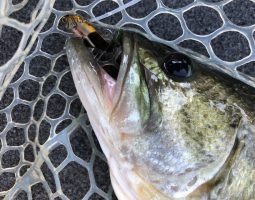 釣果情報～琵琶湖ボート・管理釣り場マス釣り～（三田店）