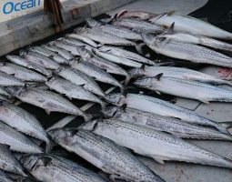 ２０１７年釣り納め～日本海香住オフショアジギング～（豊中店）