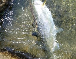 GWトラウト釣行(幕張店) GWトラウト釣行(幕張店)