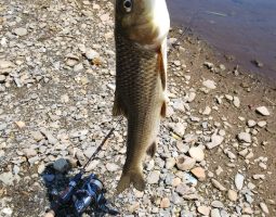 琵琶湖釣果情報(三田店) 琵琶湖釣果情報(三田店)