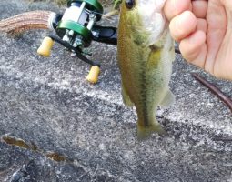 野池釣果情報(三田店) 野池釣果情報(三田店)