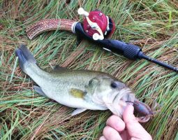 釣果情報(三田店) 釣果情報(三田店)