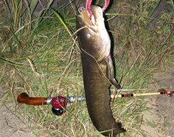 釣果情報(三田店) 釣果情報(三田店)