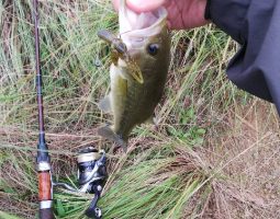 釣果情報(三田店) 釣果情報(三田店)