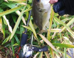 釣果情報(三田店) 釣果情報(三田店)