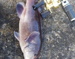 釣果情報(三田店) 釣果情報(三田店)