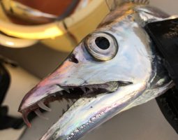 釣果情報~タチウオ~(滝野店) 釣果情報~タチウオ~(滝野店)