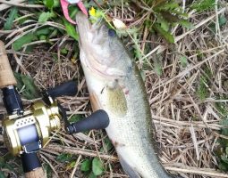 釣果情報(三田店) 釣果情報(三田店)