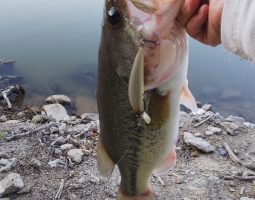 釣果情報(三田店) 釣果情報(三田店)