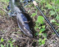 釣果情報（三田店）