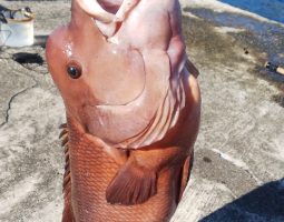 釣果情報(三田店) 釣果情報(三田店)