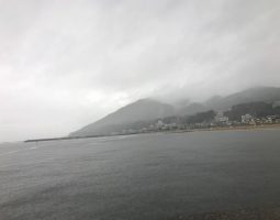 釣果情報　明石　真蛸　爆釣レベル！！　道楽箱　山科店