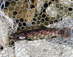 滋賀県　管釣りトラウト　高島の泉　道楽箱山科店