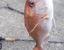 釣果情報(三田店) 釣果情報(三田店)