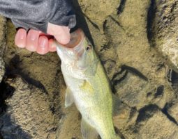 釣果報告！バス釣り　in淀川（枚方店）