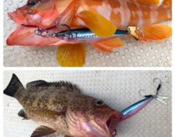 和歌山釣行!!(豊中店) 和歌山釣行!!(豊中店)