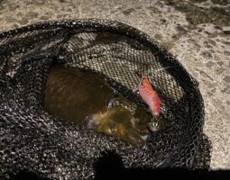 10/11～12　淡路島アジング＆エギング釣行（枚方店）