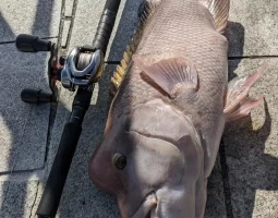 釣果報告(三田店) 釣果報告(三田店)