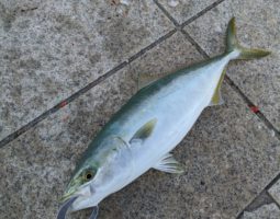 釣果報告（三田店）