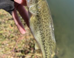 11/7 釣果報告in淀川 (枚方店) 11/7 釣果報告in淀川 (枚方店)