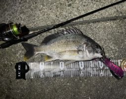 釣果報告(豊中店) 釣果報告(豊中店)