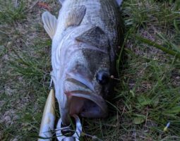 釣果報告(三田店) 釣果報告(三田店)