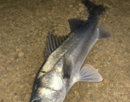 釣果報告(豊中店) 釣果報告(豊中店)