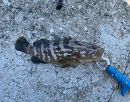 釣果報告 (豊中店) 釣果報告 (豊中店)