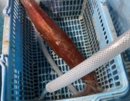 日本海　イカメタル釣果報告　枚方店