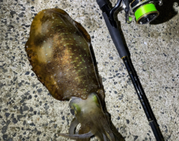 釣果報告(豊中店) 釣果報告(豊中店)