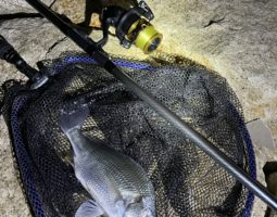 釣果報告　（豊中店）