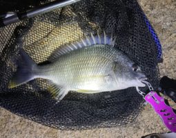 釣果報告　（豊中店）