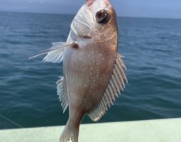 釣果報告　（豊中店）