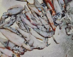 釣果報告 アジュール舞子編 (豊中店) 釣果報告 アジュール舞子編 (豊中店)