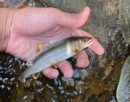 山科店 スタッフ 鮎釣り 釣果報告 山科店 スタッフ 鮎釣り 釣果報告