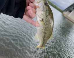 釣果報告　淀川（枚方店）