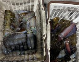 釣果情報～アオリイカ～（豊中店）